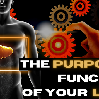 The Purpose and Functioning of The Liver